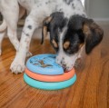 Nina Ottosson Lickin Layers Puppy - gra edukacyjna, poziom 2